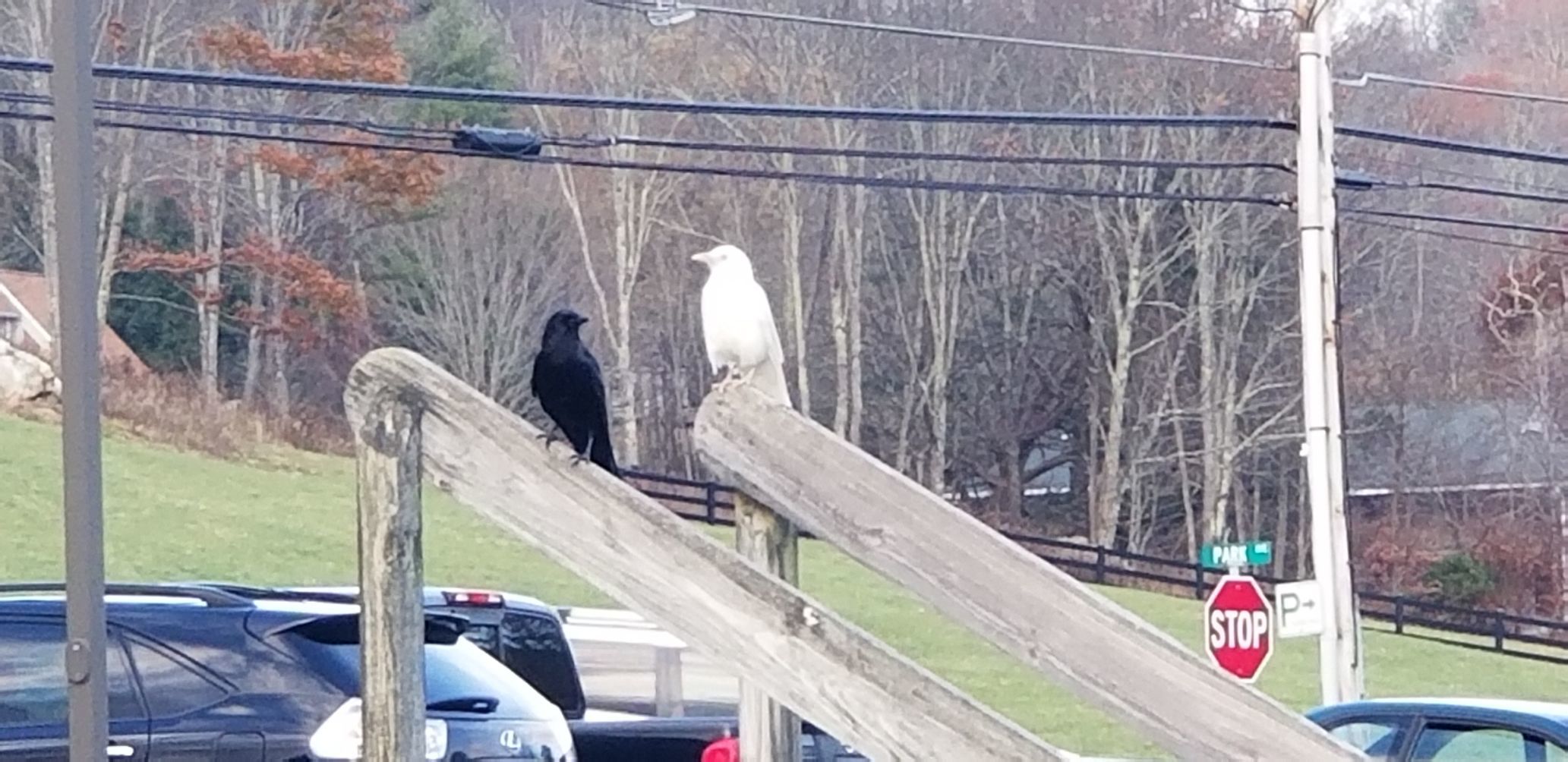 White crow in Banner Elk